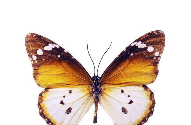 Redis主从复制是如何保证数据不丢失的？